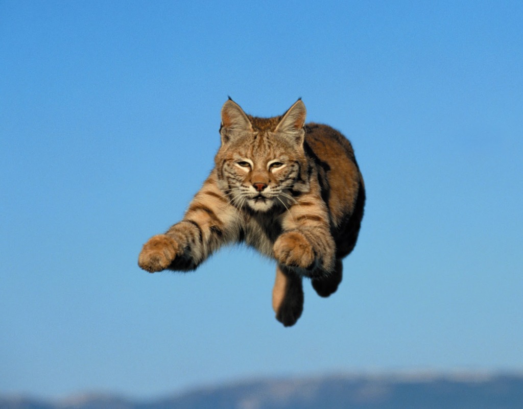 bobcat