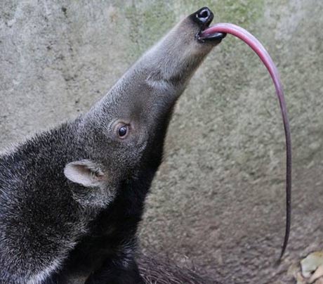 giant-anteater-tongue