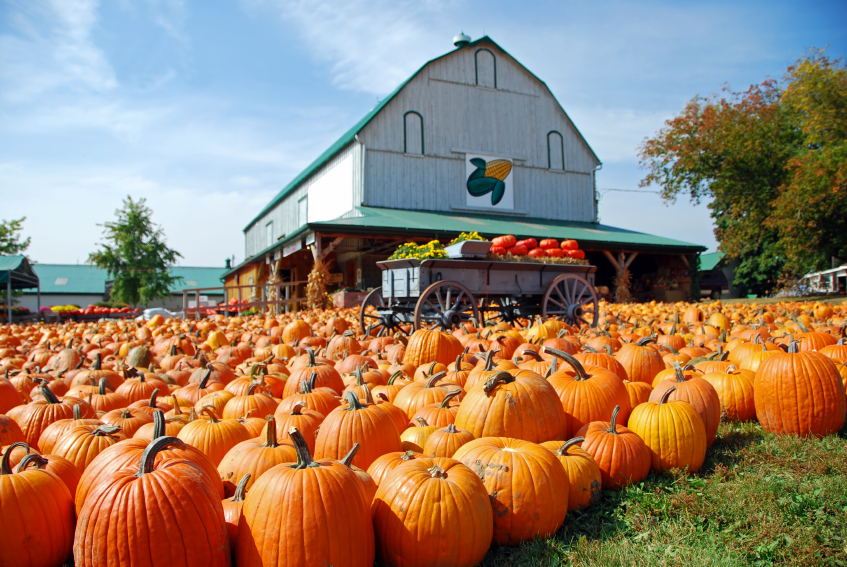 pumpkin farm