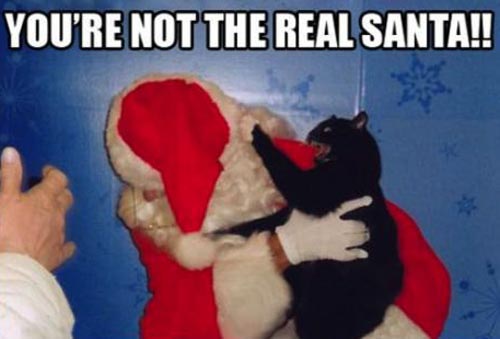 cat-youre-not-the-real-santa