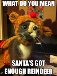 reindeer-cat