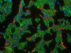 Wild type cells containing the CDI system (green) inhibits the growth of target cells (red) through a variety of mechanisms with protein toxins. Cells in blue do not express this toxin. 