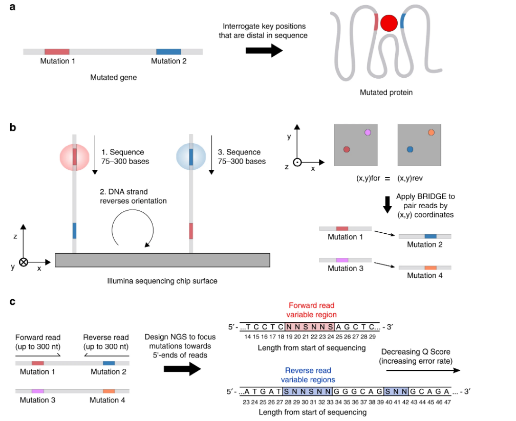 Researchers Use New Sequencing Methods To Study Protein Binding and ...